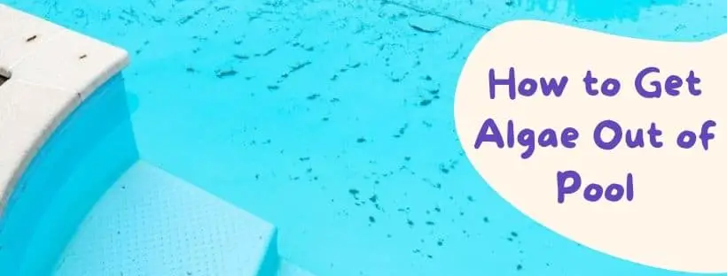 how to get rid of algae in pool