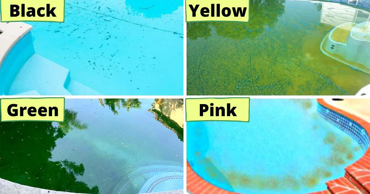 Types of Algae on Pool